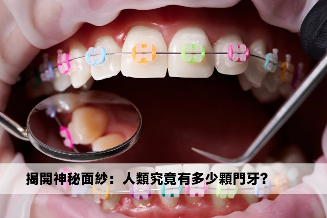 揭開神秘面紗：人類究竟有多少顆門牙？